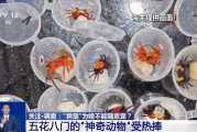 六安@铲屎官们 养“异宠”或危害国家安全 这些行为违法了