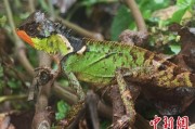 六安云南南滚河保护区首次发现红唇棘蜥