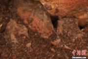 六安江西发现蜘蛛新物种 为研究呵叻蛛属适应区域提供依据