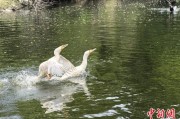 六安吉林：罕见白鸬鹚连续两年“故地重游”