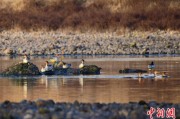 六安歙县完成安徽首个县域生物多样性调查 共记录物种近4千种